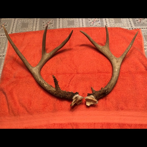 Deer Antlers Sheds